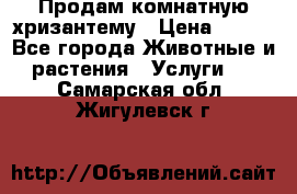 Продам комнатную хризантему › Цена ­ 250 - Все города Животные и растения » Услуги   . Самарская обл.,Жигулевск г.